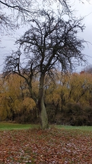 Pyrus communis pyraster