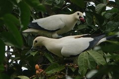 Ducula bicolor