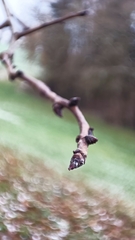 Pyrus communis pyraster