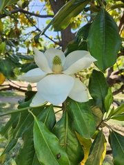 Magnolia grandiflora