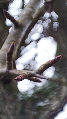Pyrus communis pyraster