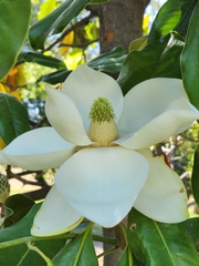 Magnolia grandiflora