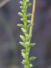 Microtis parviflora