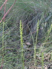 Microtis parviflora