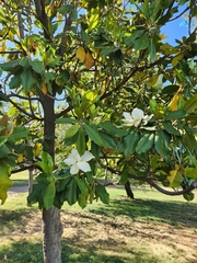 Magnolia grandiflora