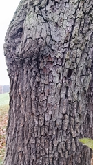 Pyrus communis pyraster