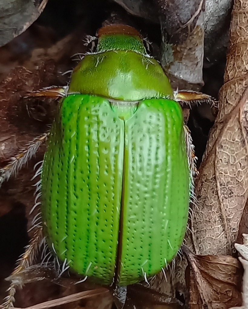 Brachysternus prasinus