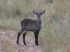 Kobus ellipsiprymnus defassa