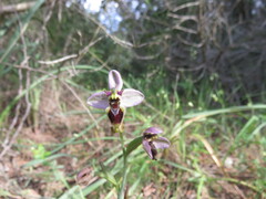 Ophrys tenthredinifera