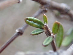 Olearia bullata
