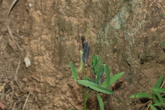Crotalaria lanceolata