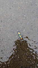 Chrysaeglia magnifica