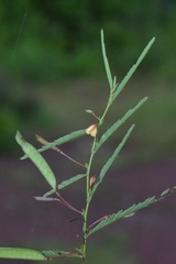 Chamaecrista mimosoides image