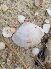 Mactra stultorum