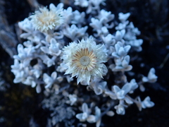 Anaphalis nepalensis