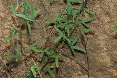 Crotalaria lanceolata