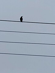 Acridotheres javanicus