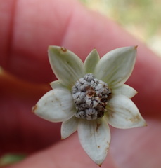 Alepidea peduncularis
