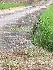 Acridotheres javanicus