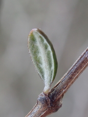 Olearia bullata