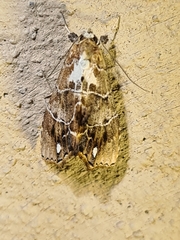 Arrade leucocosmalis