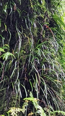 Haplopteris anguste-elongata