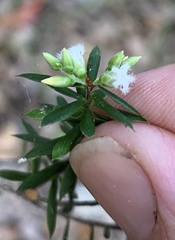 Styphelia leptospermoides