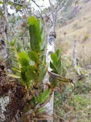 Angraecum conchoglossum image