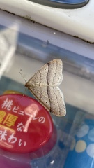 Operophtera rectipostmediana
