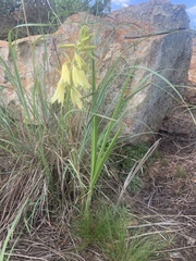 Eulophia welwitschii