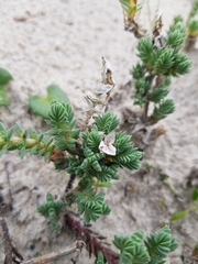 Crucianella maritima