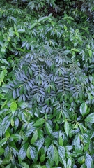 Elatostema lineolatum