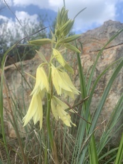 Eulophia welwitschii