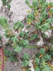 Crucianella maritima