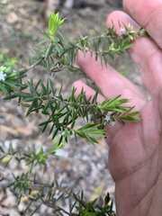 Styphelia leptospermoides