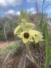 Eulophia welwitschii