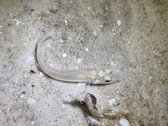 Sillaginidae