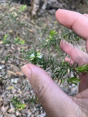 Styphelia leptospermoides