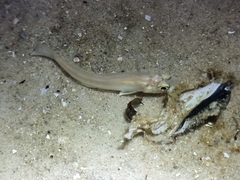 Sillaginidae