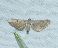 Eupithecia simpliciata