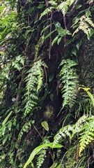 Asplenium pseudolaserpitiifolium