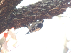 Yungipicus canicapillus