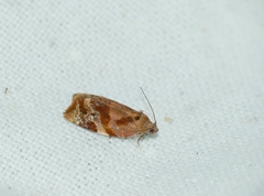Ditula angustiorana
