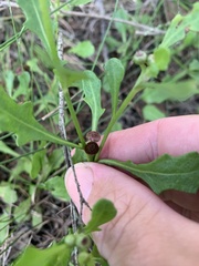 Sphaeromorphaea australis