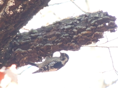 Yungipicus canicapillus