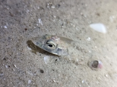 Sillaginidae
