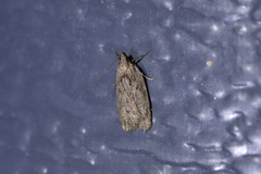 Phaeosaces compsotypa