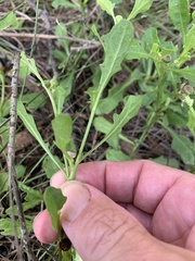 Sphaeromorphaea australis