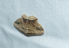 Menophra abruptaria