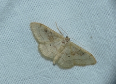 Idaea rubraria